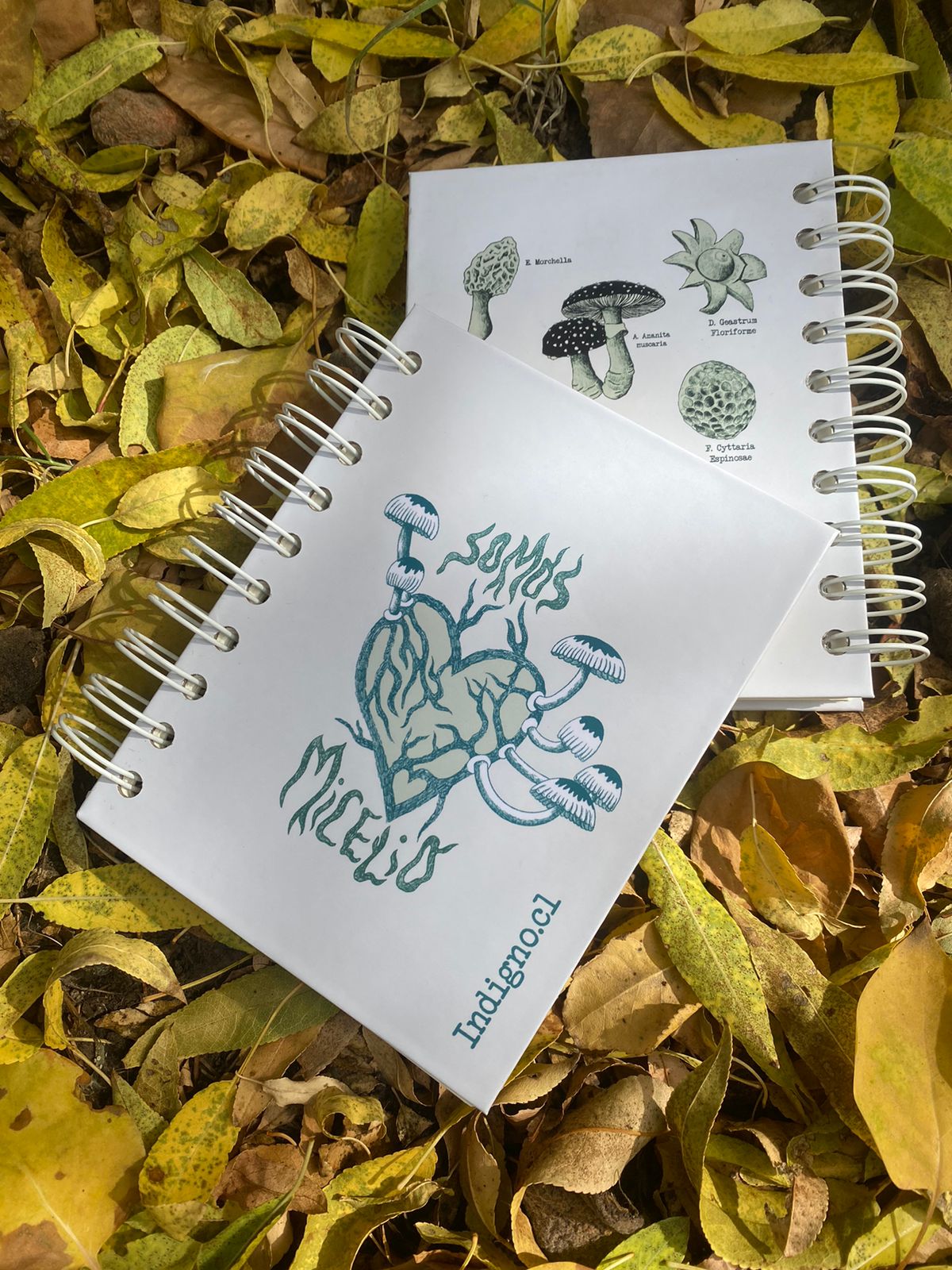 Croquera tapa dura:  Somos Micelio.