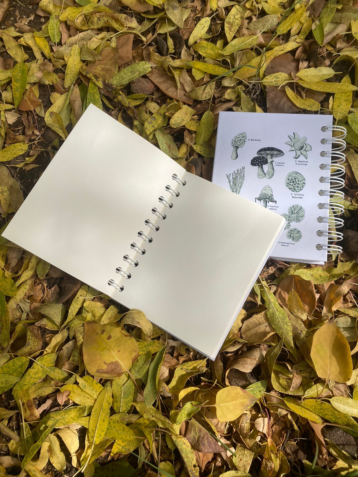 Croquera tapa dura:  Somos Micelio.