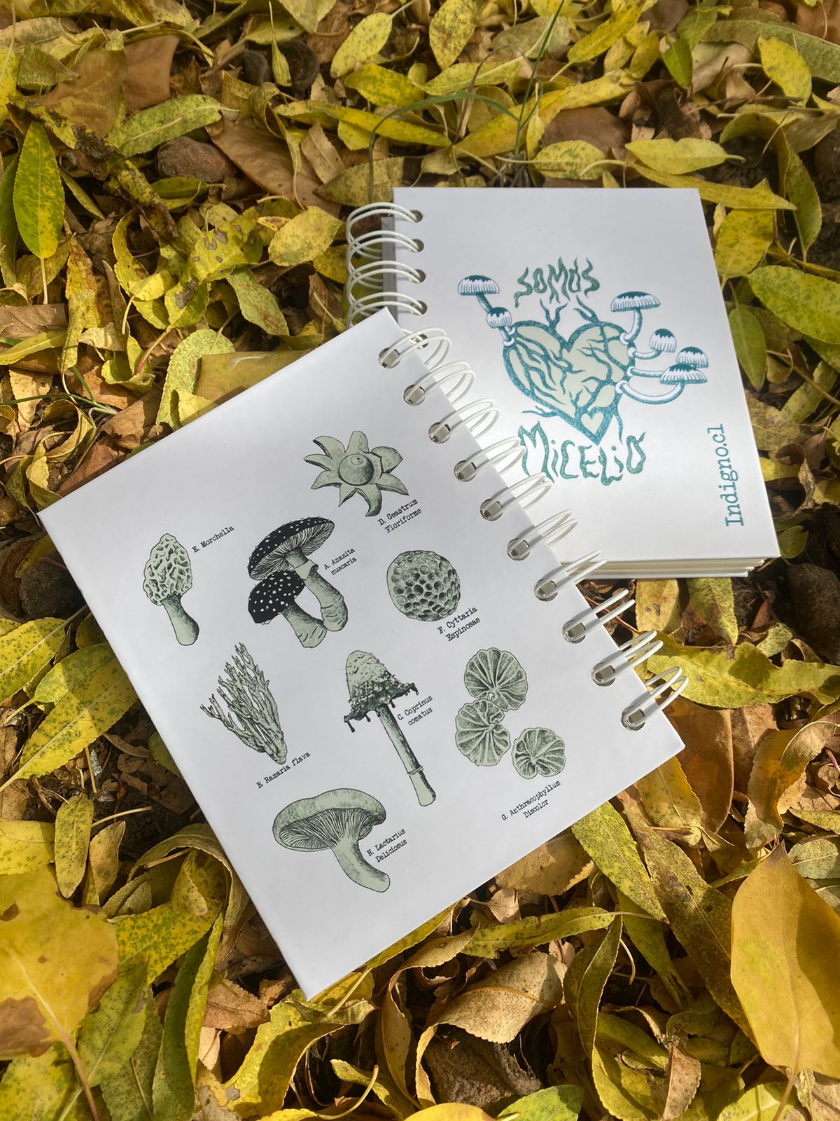 Croquera tapa dura:  Somos Micelio.